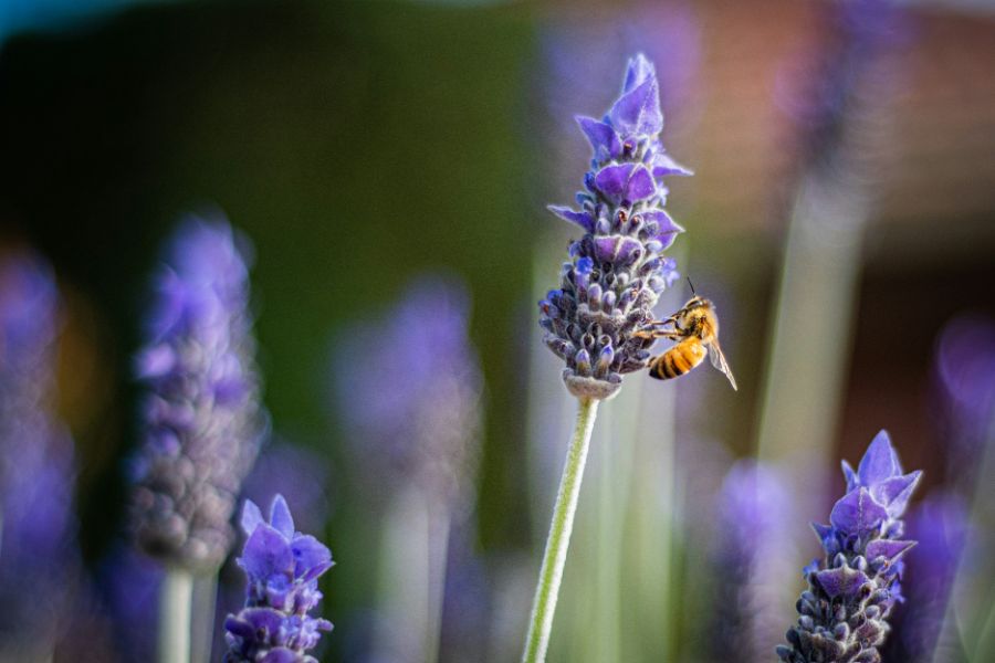 Bee the Change: Supporting Our Pollinators with Simple Steps
