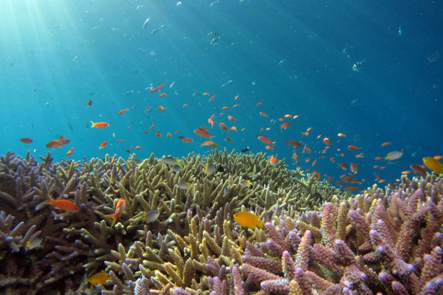 Protecting Oceans with Eco-Friendly Choices for National Marine Week